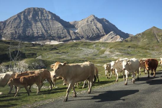 Montée en voiture au col des Tentes