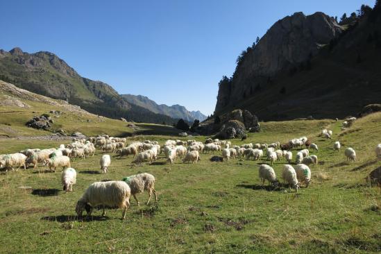 A la bergerie de Cap de Pount