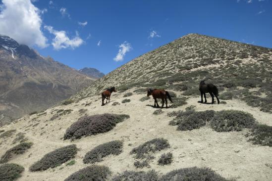 Au dernier col avant le descente sur Ghilling