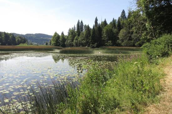 Les marais du lac de Saint-Point