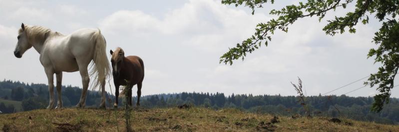 Sympathique rencontre à l'approche de Foncine-le-haut