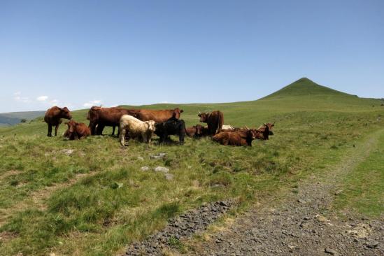 A l'approche du Puy Violent