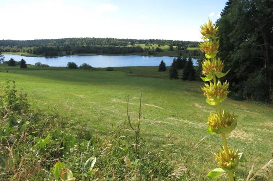 Gentiane devant le le lac de Bellefontaine