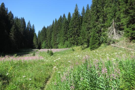 Au coeur de la forêt du Risoux