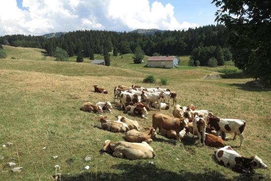 Sur les plateaux à l'approche de Lajoux