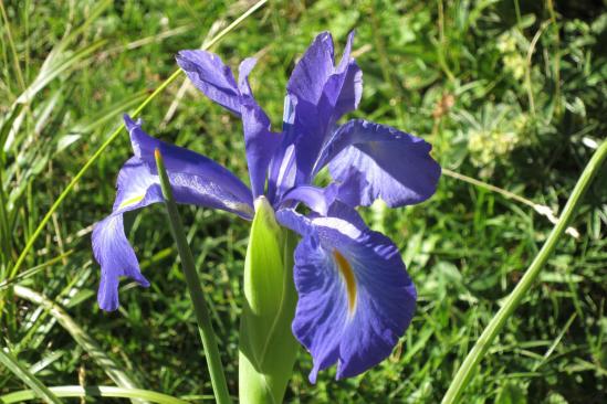 Iris géant