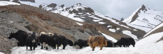 Même les yacks de Dibling qui ont franchi le col le matin-même se demandent ce qu'il se passe...