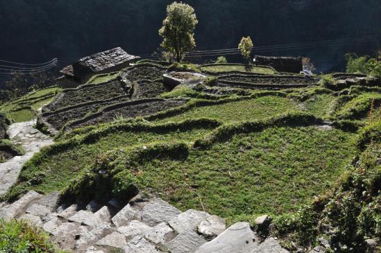 Montee vers Ghandruk