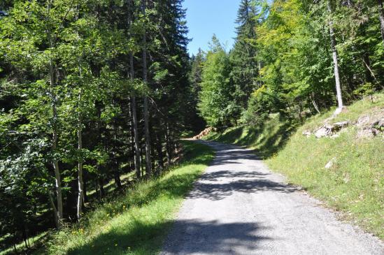 Sur la piste forestière des Murailles