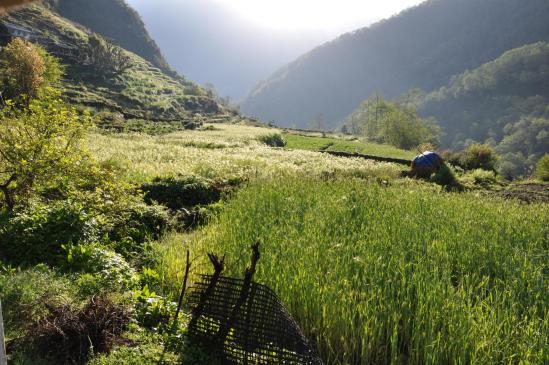 Le plateau agraire de Kimrong