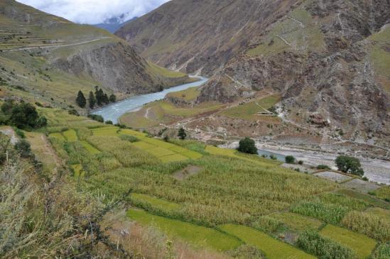 Les champs de maïs le long de la Thuli Bheri khola.