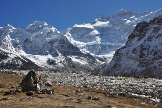 Panorama depuis les bergeries de Pang Pema avec le troupeau de bharals