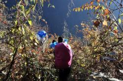 Descente dans la Lumding khola (l'Enfer vert bien sûr...)