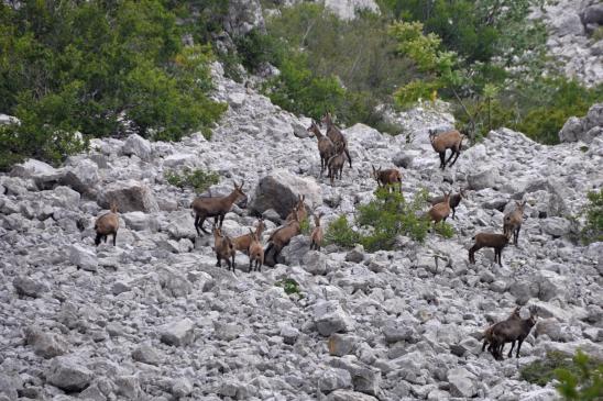 Une heure plus tard, seconde rencontre cette fois-ci avec une horde de chamois