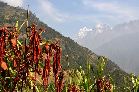 A Phuleli, le Gongla apparaît : il ne reste plus qu'à suivre la vallée de la Dudh kosi pour arriver à bon port...