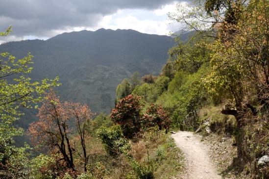 Sur le chemin balcon entre Chomrong et Siprang