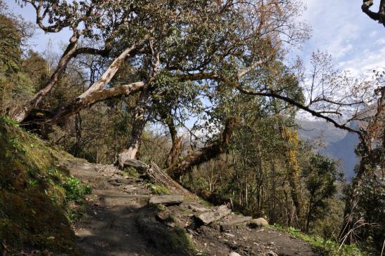 Dans la forêt de rhododendrons entre Siprang et Tadapani