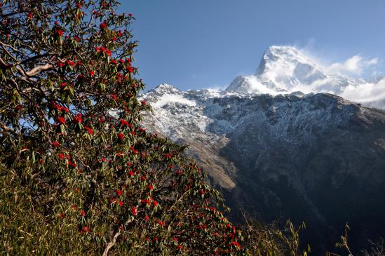 L'Annapurna S vu de Dobato