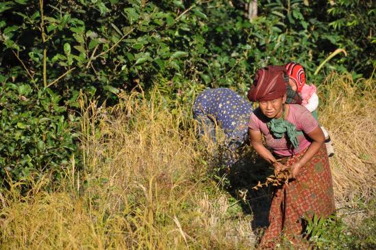 Femme dans les champs du côté de Lali kharka