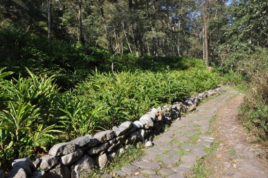 Les champs de cardamome en bord de la Tamur khola