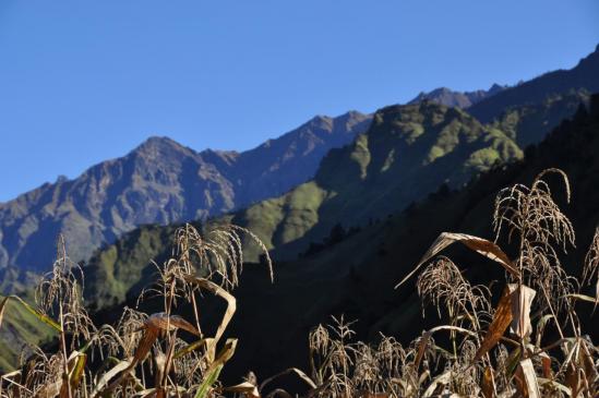 Maïs à Jarlung (Rukum)