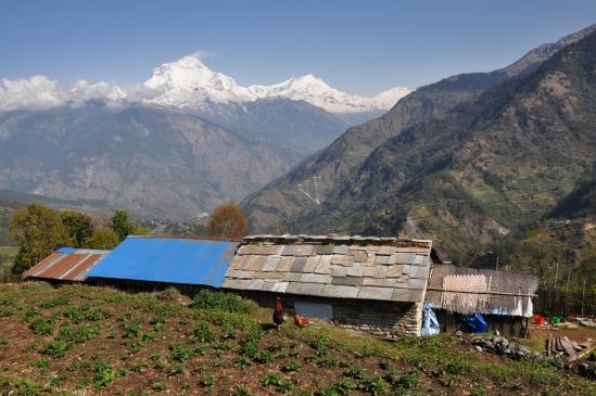 La chaîne du Dhaulagiri himal vue depuis Phalante