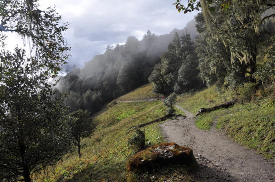 Les forêts du Balangra La (Dharmasala)