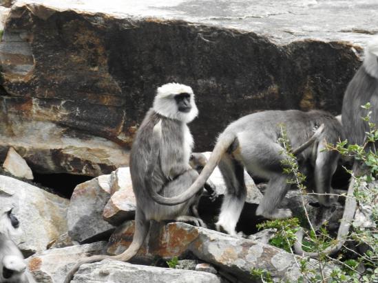 Le long de la Suli khola