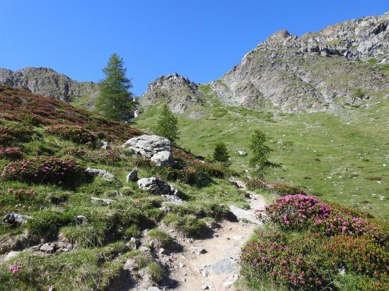 Remontée du vallon aux rhododendrons