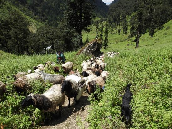 Dans le district de Humla, tout le monde porte, même les chèvres...