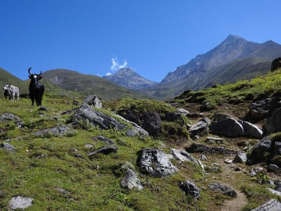 Traversée des alpages à yacks en montant vers le Sakya Lagna