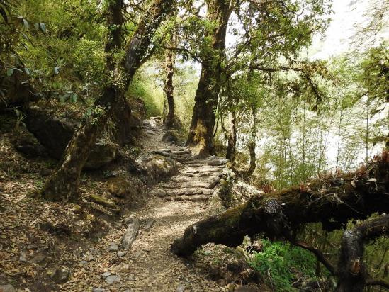 Immergé dans la forêt primaire du côté de Lama hotel