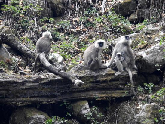 A Chunama, les singes font le spectacle...