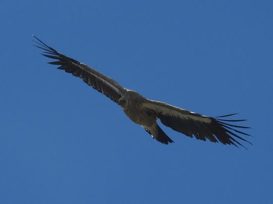 Vautour fauve au-dessus des collines de Saldang