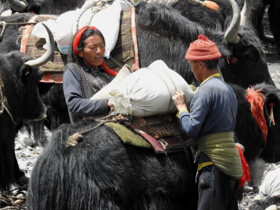 Ce n'est pas la fiction du film Himalaya mais les scènes de vie quotidiennes du Haut-Dolpo...