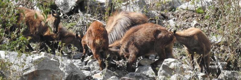 Une famille de thars à Godha Tabela