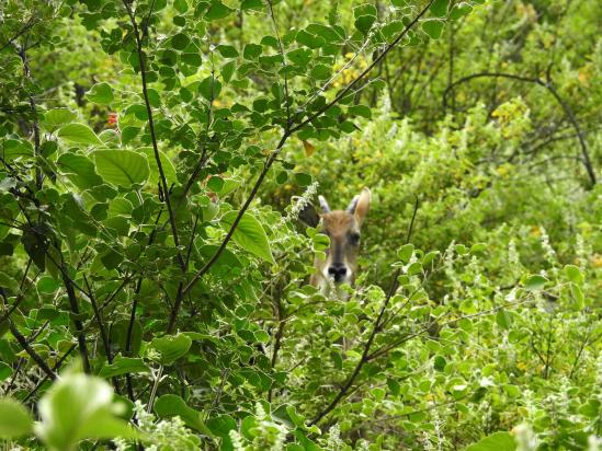 Une biche mriga joue à cache-cache dans les feuillages...