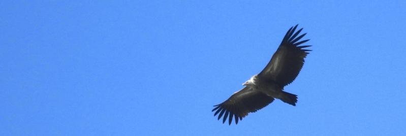 Un vautour-moine plane au-dessus de Shilenchaura kharka