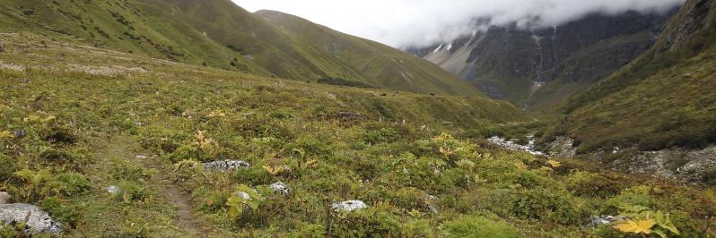 A l'approche de la yersa de Thujachaur