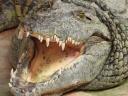 Un crocodile du Nil
