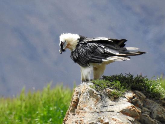 Jojo, l'aigle pêcheur (pyrargue) de Chharka Bhot scrute la rivière...