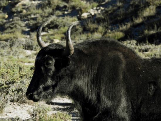 Le yack de Potalgaon (que personne n'a informé que c'était un nouvel emplacement de bivouac sur le chemin de Bhijer...)