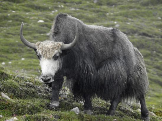 Yak, yak, yak...