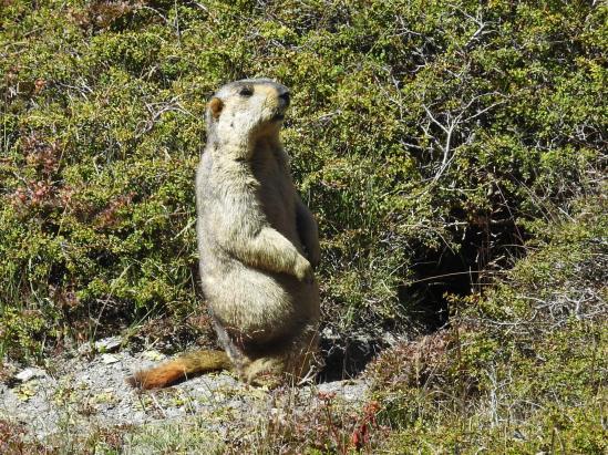 Marmotte sur les alpages