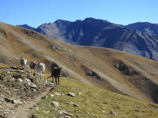 Sur les alpges entre terre et ciel à l'approche de Shey gonpa