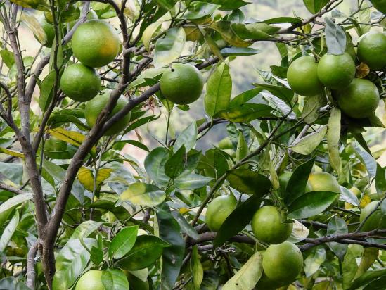 Les succulentes mandarines népalaises (suntala)