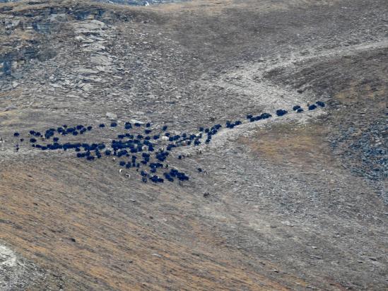 Le troupeau de yacks qui se dirige vers le Baga La