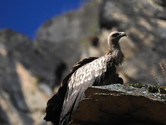 Vautour dans la vallée de la Suli Gad