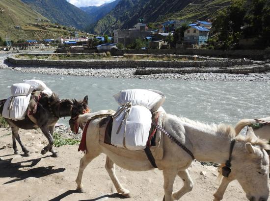 Sur le chemin des caravanes en RD de la Thuli Bheri khola face à Dunaï