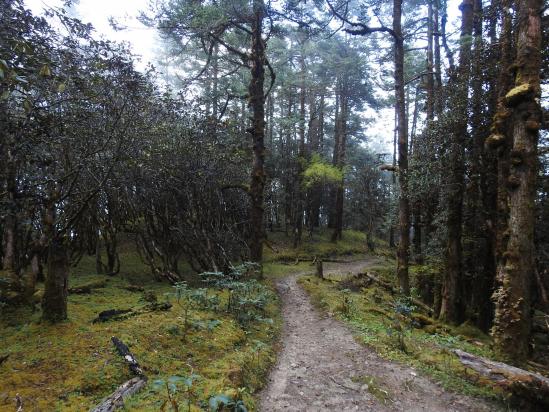 Sur la crête, au coeur d'une forêt de feuillus